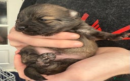 Pomchi dogs for sale:  **  Beautiful Pomchi loved & socialised  - Image 14