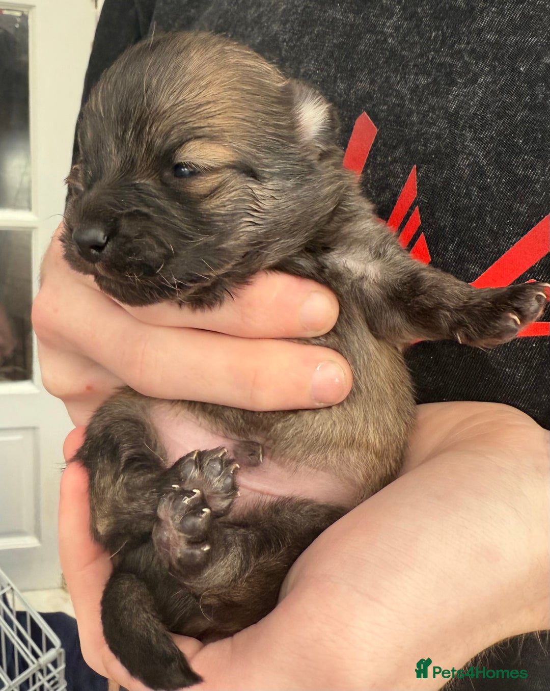 Pomchi dogs for sale:  **  Beautiful Pomchi loved & socialised  - Image 14