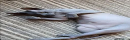 Sphynx cats for sale: Adult male blue sphynx cat - Advert 3