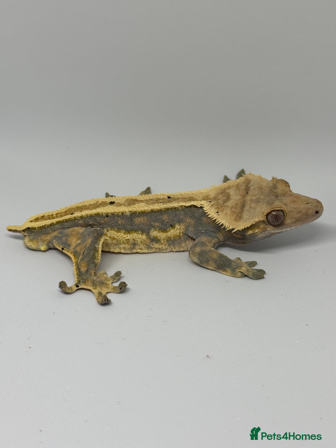 Gecko reptiles for sale: Crested Geckos (can provide full setup) - Advert 4