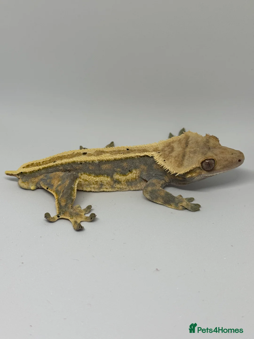 Gecko reptiles for sale: Crested Geckos (can provide full setup) - Advert 5