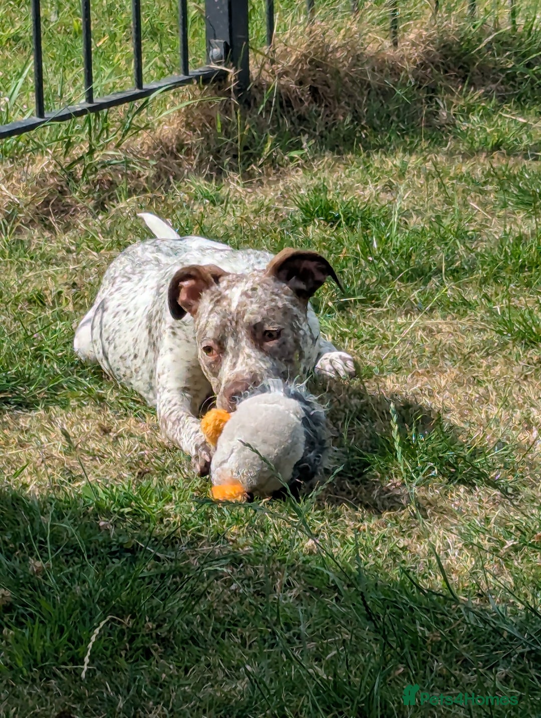 Mixed Breed dogs for sale: Beautiful girl, staff cross boxer - Image 4