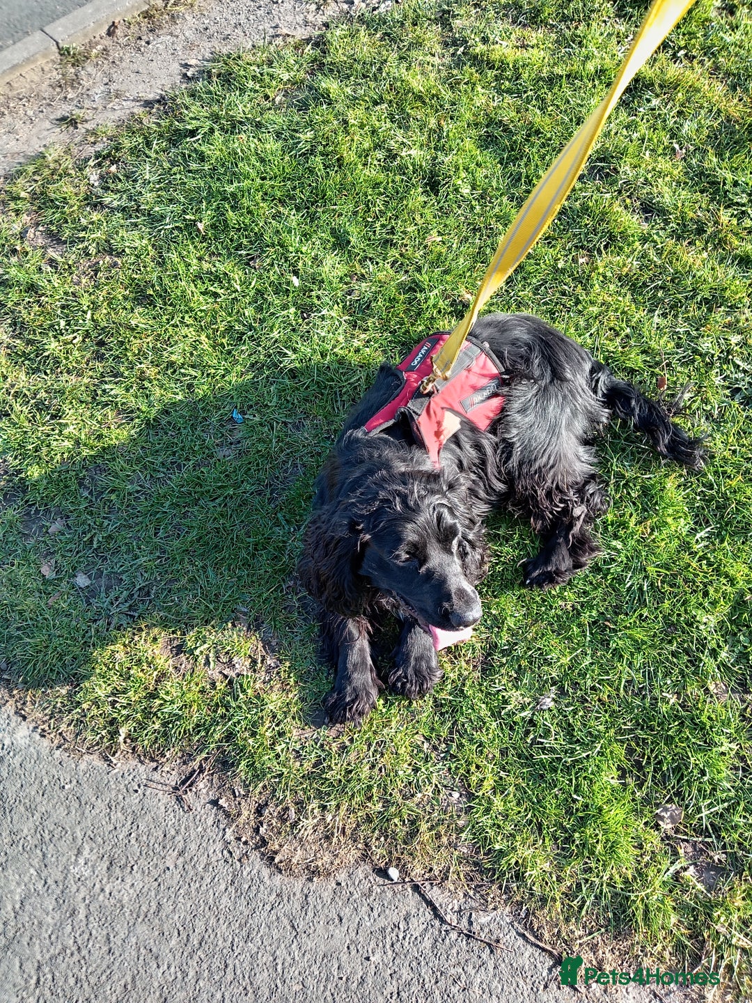 Cocker Spaniel dogs for stud: Blaze  - Image 9