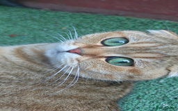 Scottish Fold cats for sale: Scottish Fold kittens -waiting list NOW OPEN! 😻 - Image 12