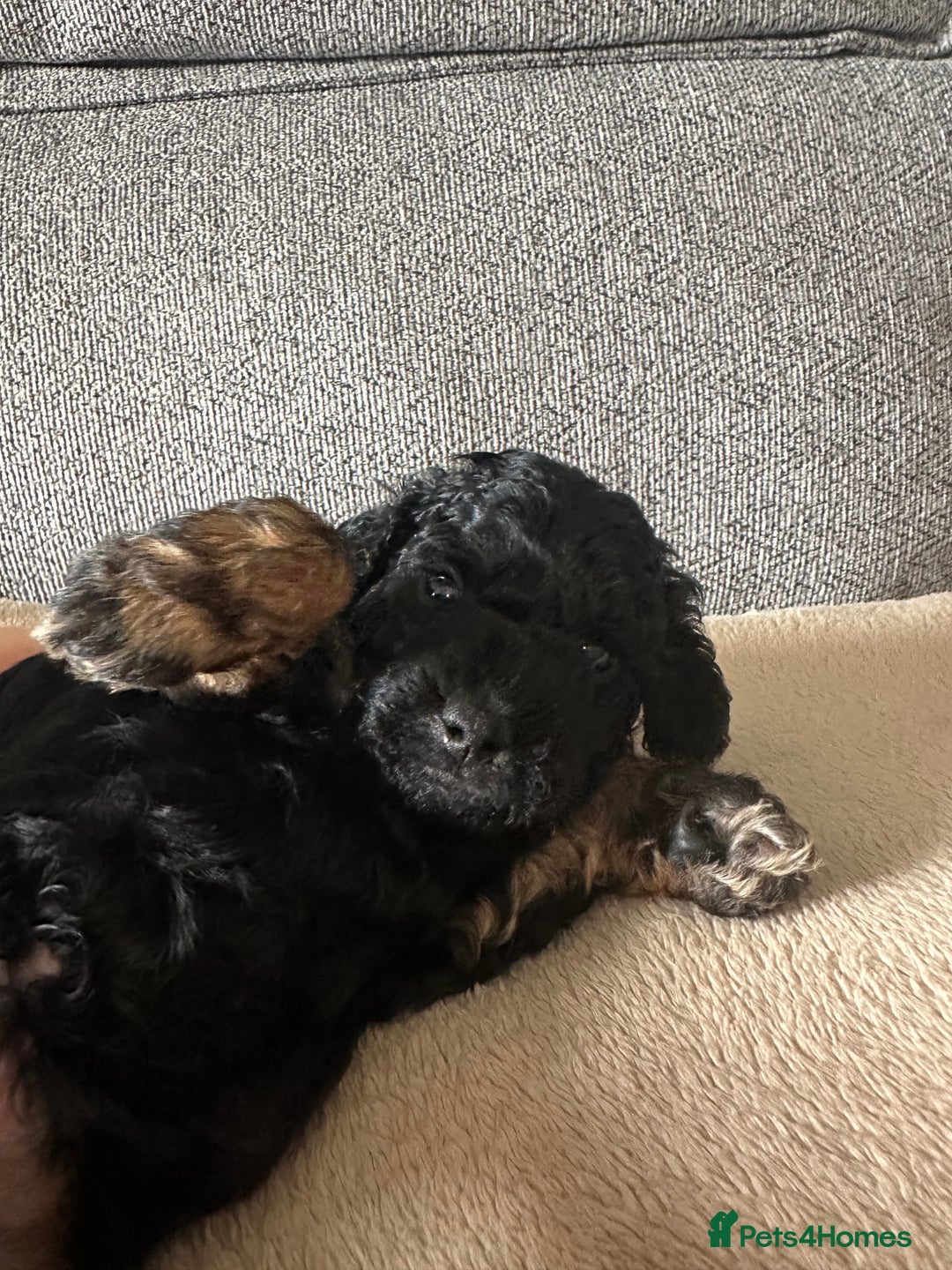 Cockapoo dogs for sale: F1BB Toy Cockapoo puppies - Image 7