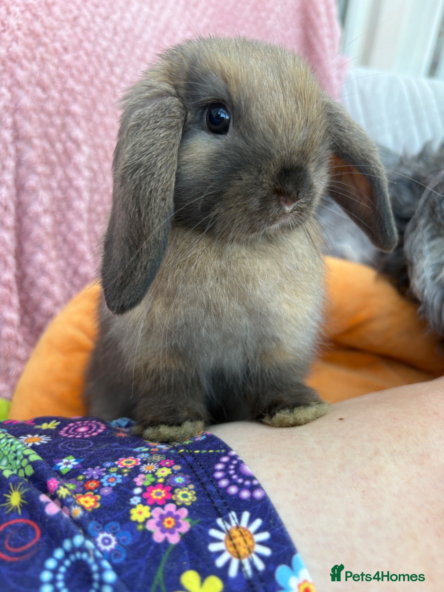 Mini Lop rabbits Mini lops-raised indoors-vaccinated  - Advert 1