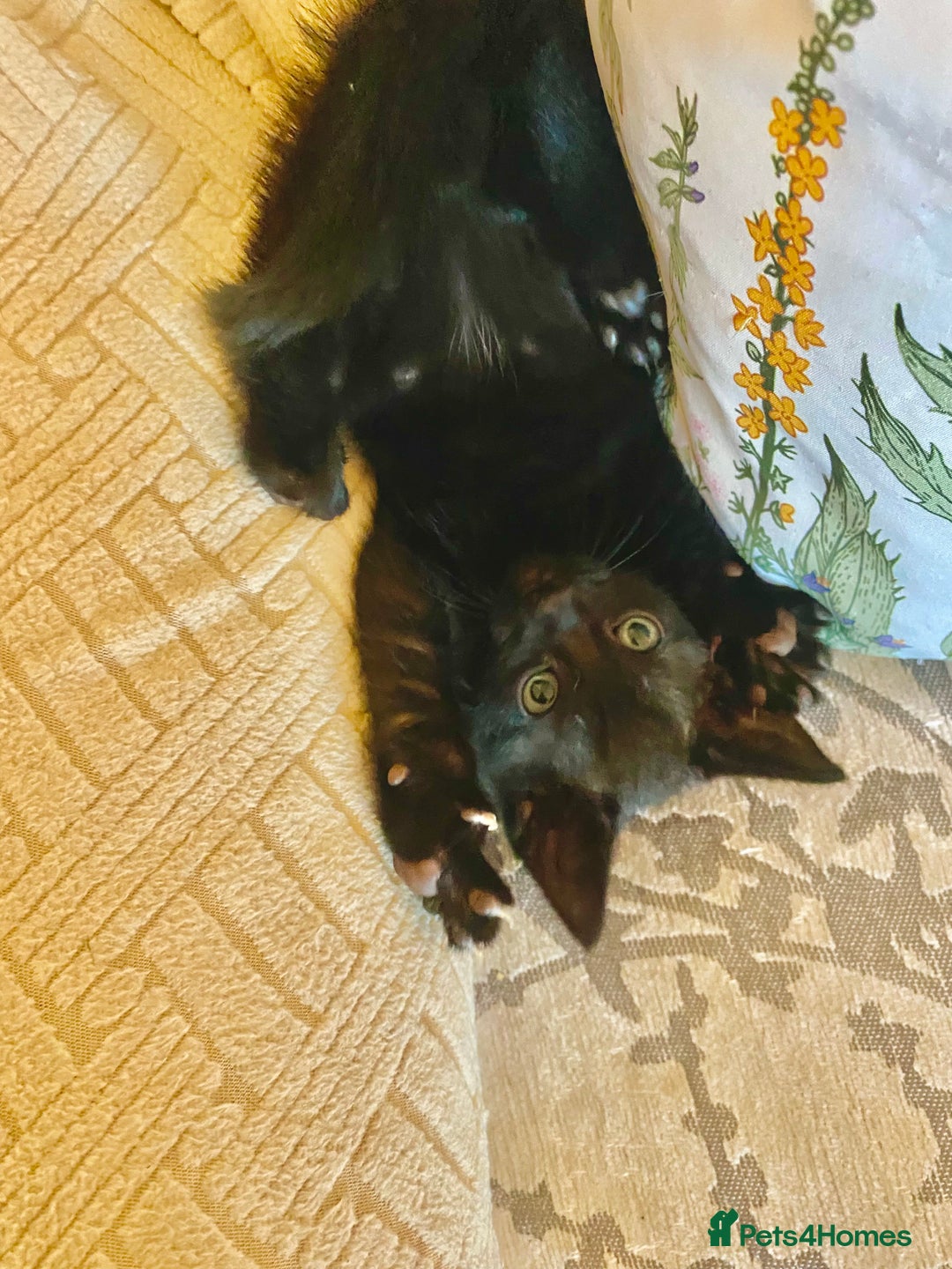 Mixed Breed cats for sale: 4 gorgeous kittens - Image 9