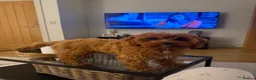 Cavapoo dogs for sale: Outstanding quality, F1b super dark red Cavapoo’s  - Advert 26