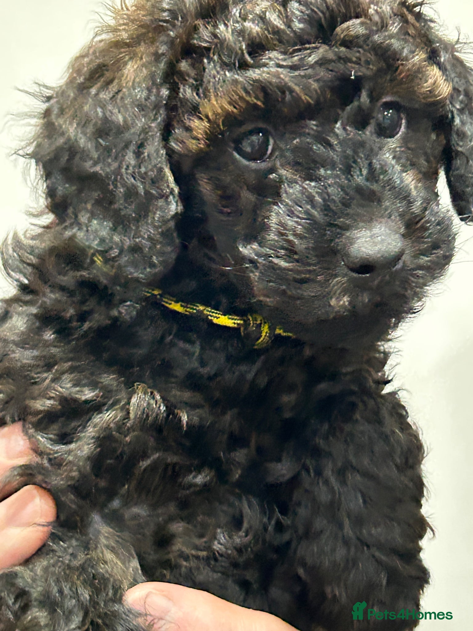 Mini Goldendoodle dogs  Gorgeous GOLDENDOODLES F1b  - Advert 1