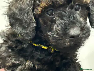 Mini Goldendoodle dogs Gorgeous GOLDENDOODLES F1b - Advert 1