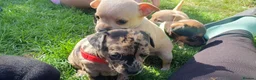 Mixed Breed dogs for sale: Beautiful Puppies  in Martock - Advert 14