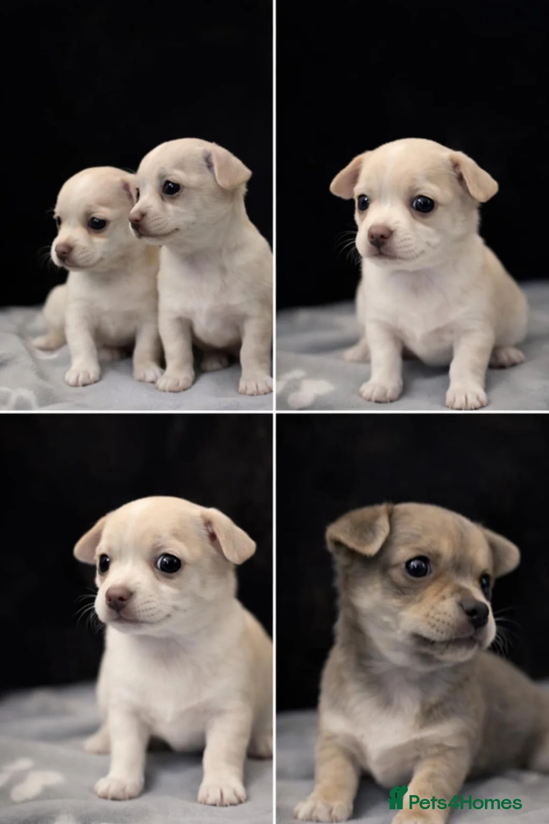 Chihuahua dogs for sale: Chihuahua puppys - Advert 2