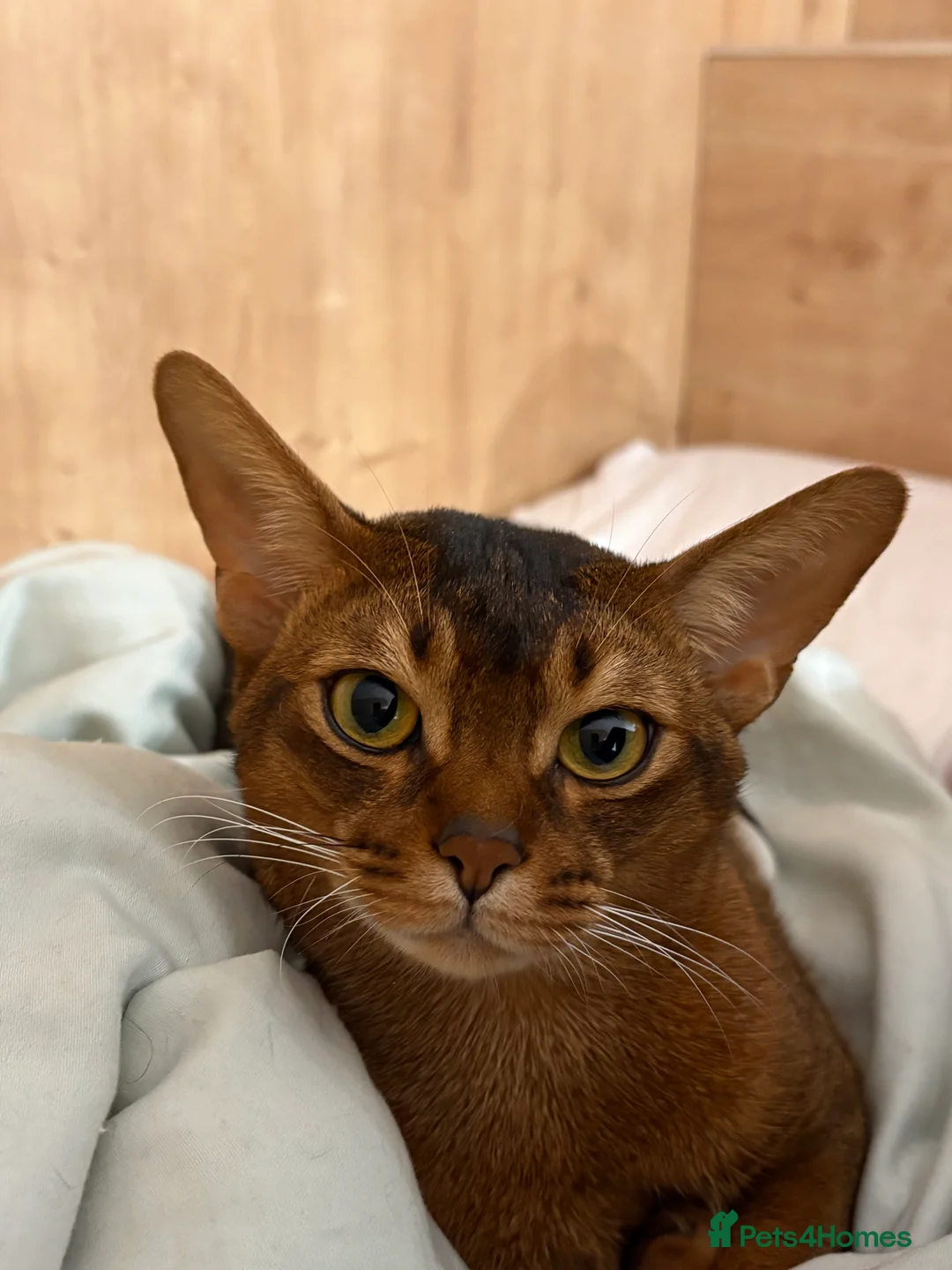 Abyssinian cats for sale: Abyssinian champion line kittens🏆 - Advert 20