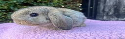 Mini Lop rabbits for sale: Mini lops available  - Advert 19