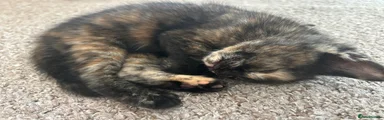 Mixed Breed Kitten 2
