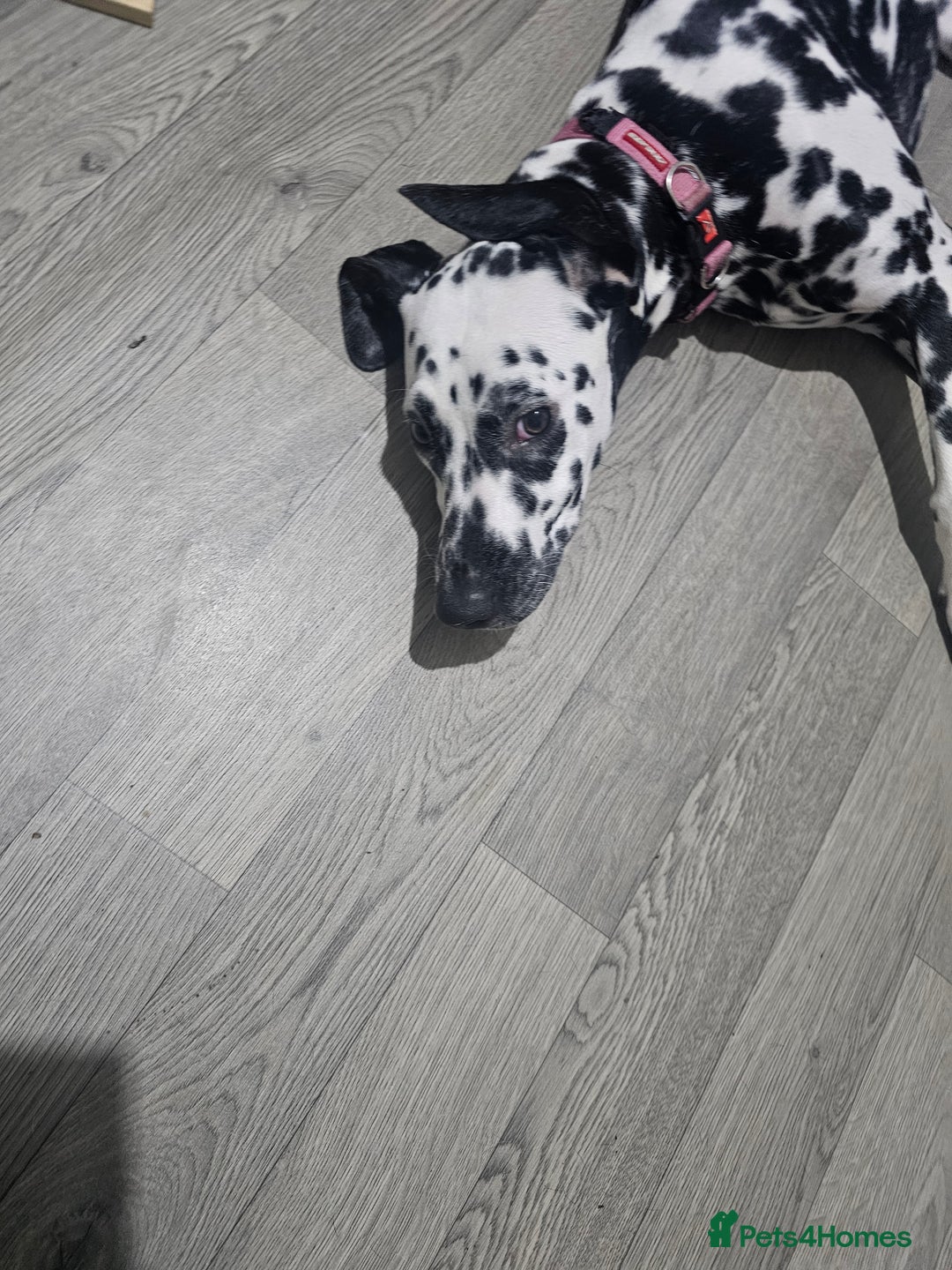 Dalmatian dogs for sale: Beautiful female dalmatian  - Image 4