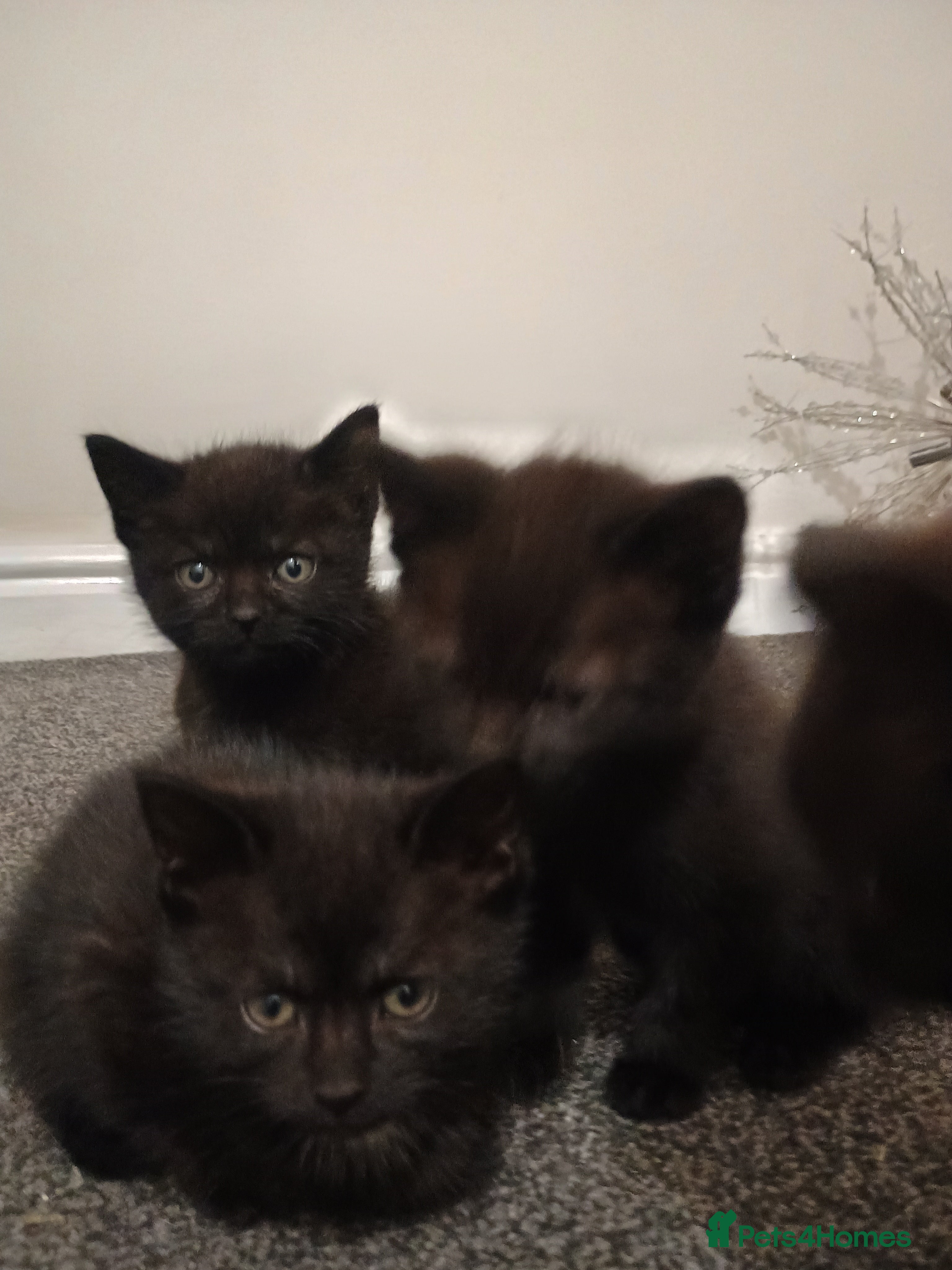 British Shorthair cats Black short hair kittens  - Advert 6
