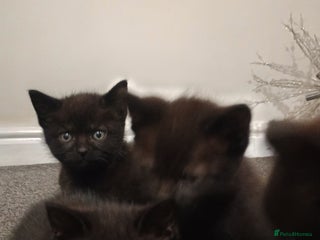 British Shorthair cats Black short hair kittens - Advert 10