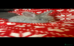 Mini Lop rabbits for sale: Gorgeous little mini lop baby bunnies ready now - Image 13