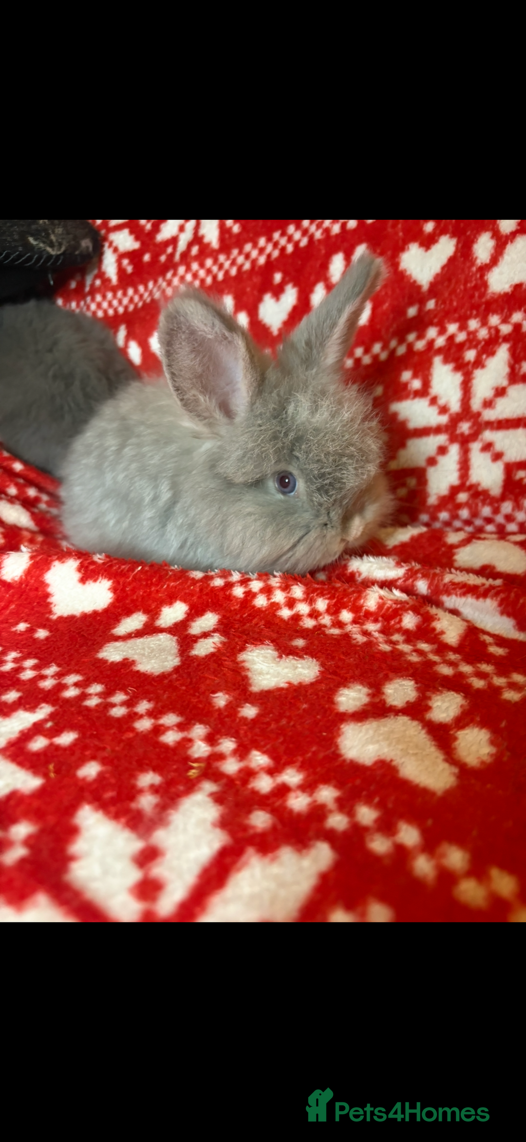 Mini Lop rabbits for sale: Gorgeous little mini lop baby bunnies ready now - Image 13