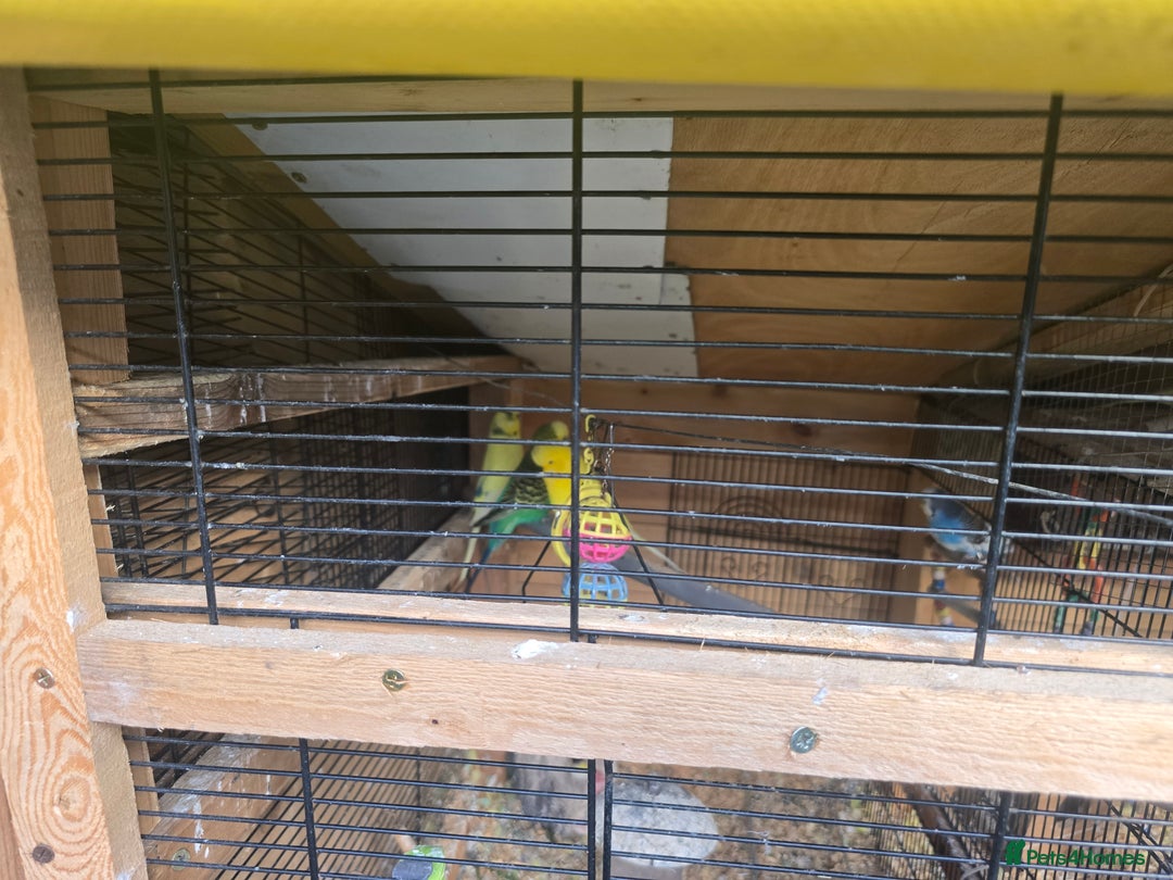 Budgerigars birds for sale: Budgies  - Image 3