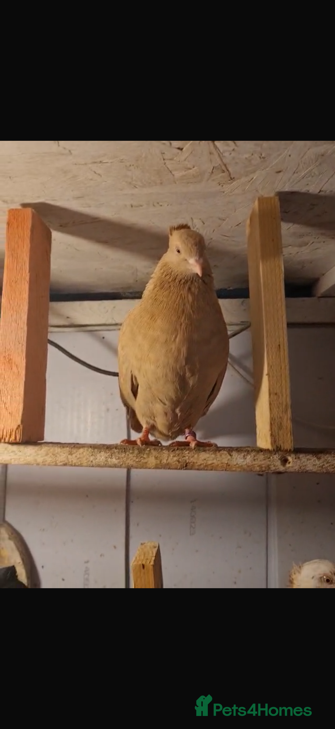 Pigeons birds for sale: Purebred Abadani Pigeons – Healthy & Vaccinated  - Image 3