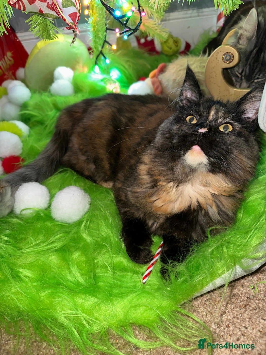 Maine Coon cats for sale: Xl mainecoon kittens dad is Xl very big boy  - Advert 15