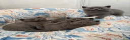 British Shorthair cats for sale: Pure British Shorthair  - Advert 32