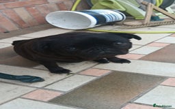 Pug dogs for sale: Pug Female - Image 1