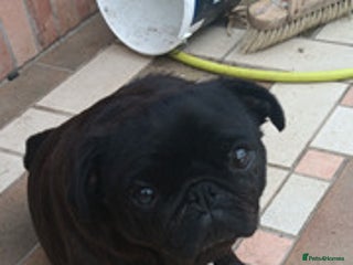 Pug dogs for sale - Advert 1