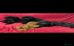 Cavapoo dogs for sale:  5 month Cavapoo puppies for sale - Image 8