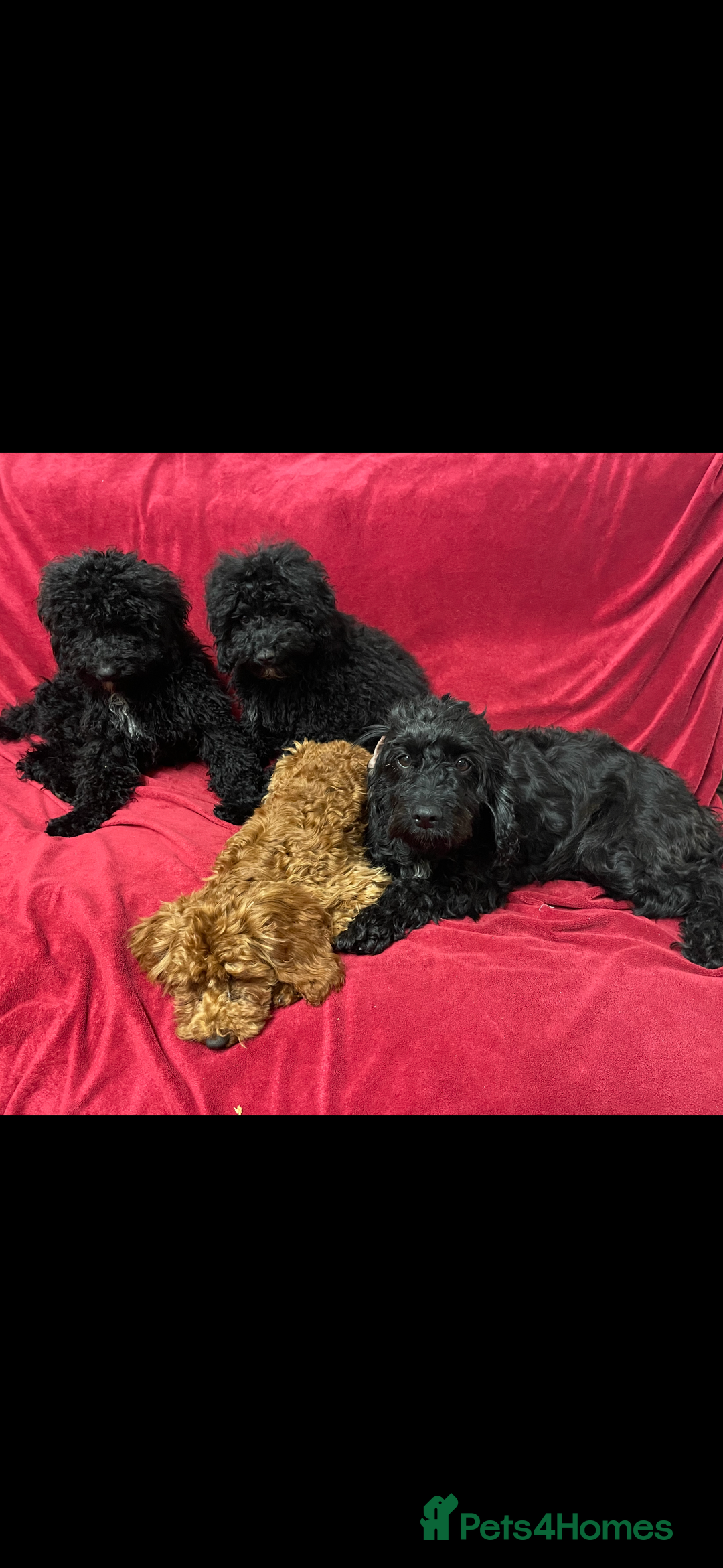 Cavapoo dogs for sale:  5 month Cavapoo puppies for sale - Image 8