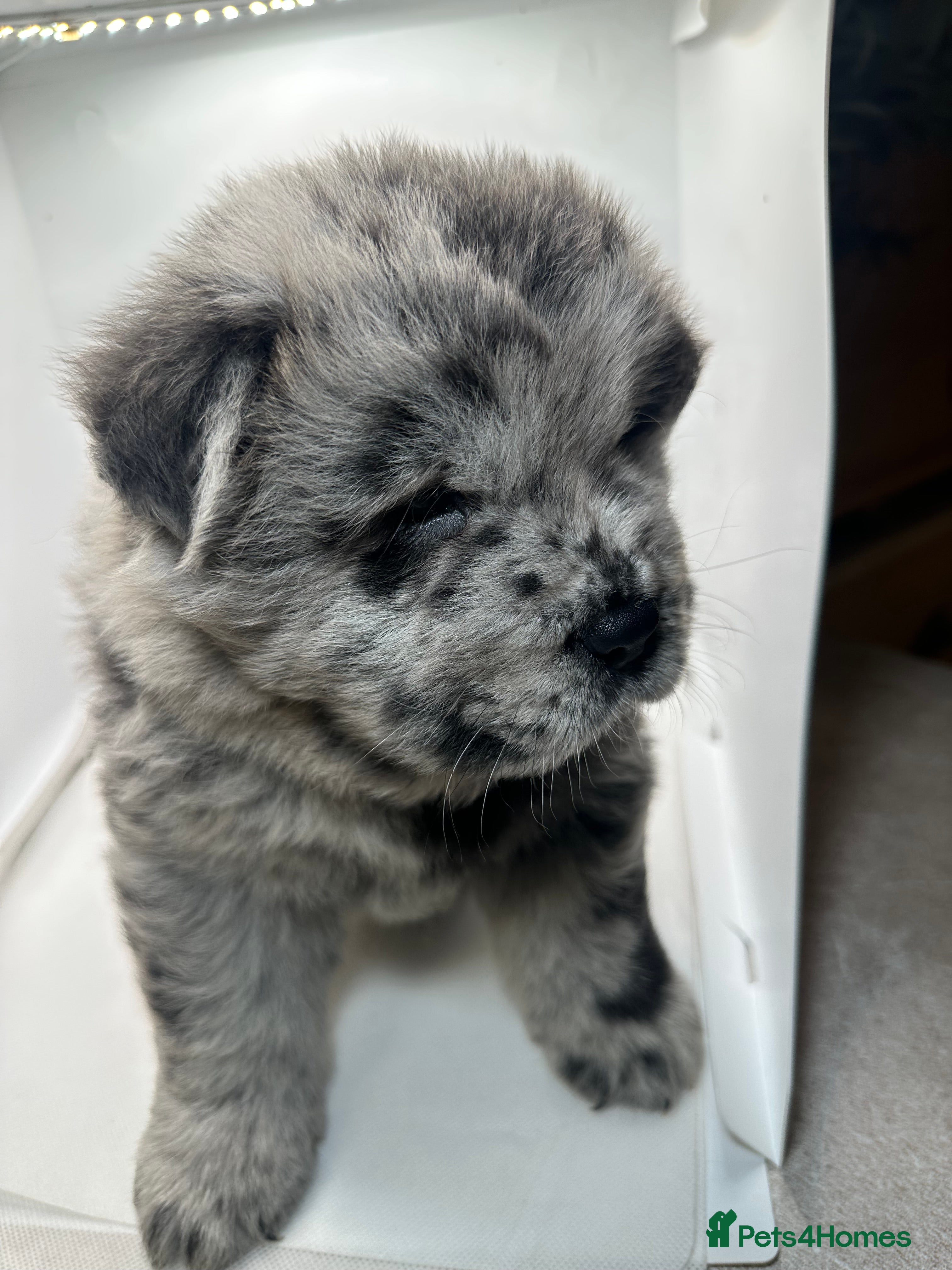 Chow Chow dogs Merle chow chow  - Advert 2