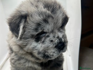 Chow Chow dogs Merle chow chow - Advert 3