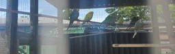 Budgerigars birds for sale: Aviary budgies for sale  - Advert 4