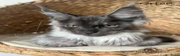 Maine Coon cats for sale: 🐾 Maine Coon Kittens TICA Registered 🐾 - Advert 3