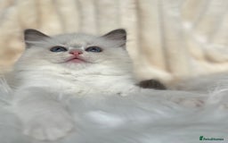 Ragdoll cats for sale: Big, cuddling cat therapist - Image 14
