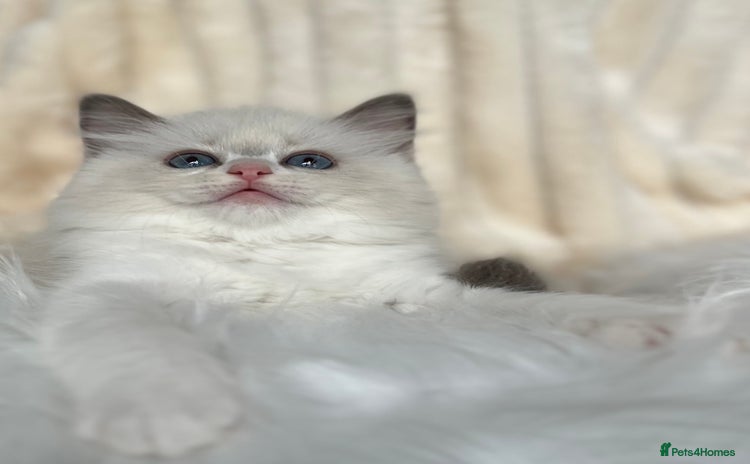 Ragdoll cats - Advert 1