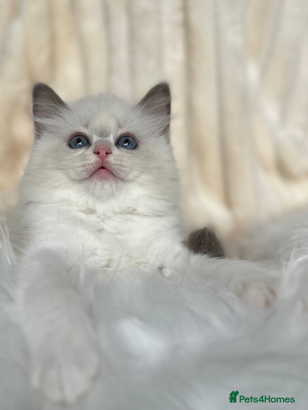 Ragdoll cats for sale: Big, cuddling cat therapist - Image 14