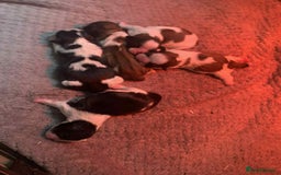 Shih Tzu dogs for sale: Beautiful puppy’s  - Image 3