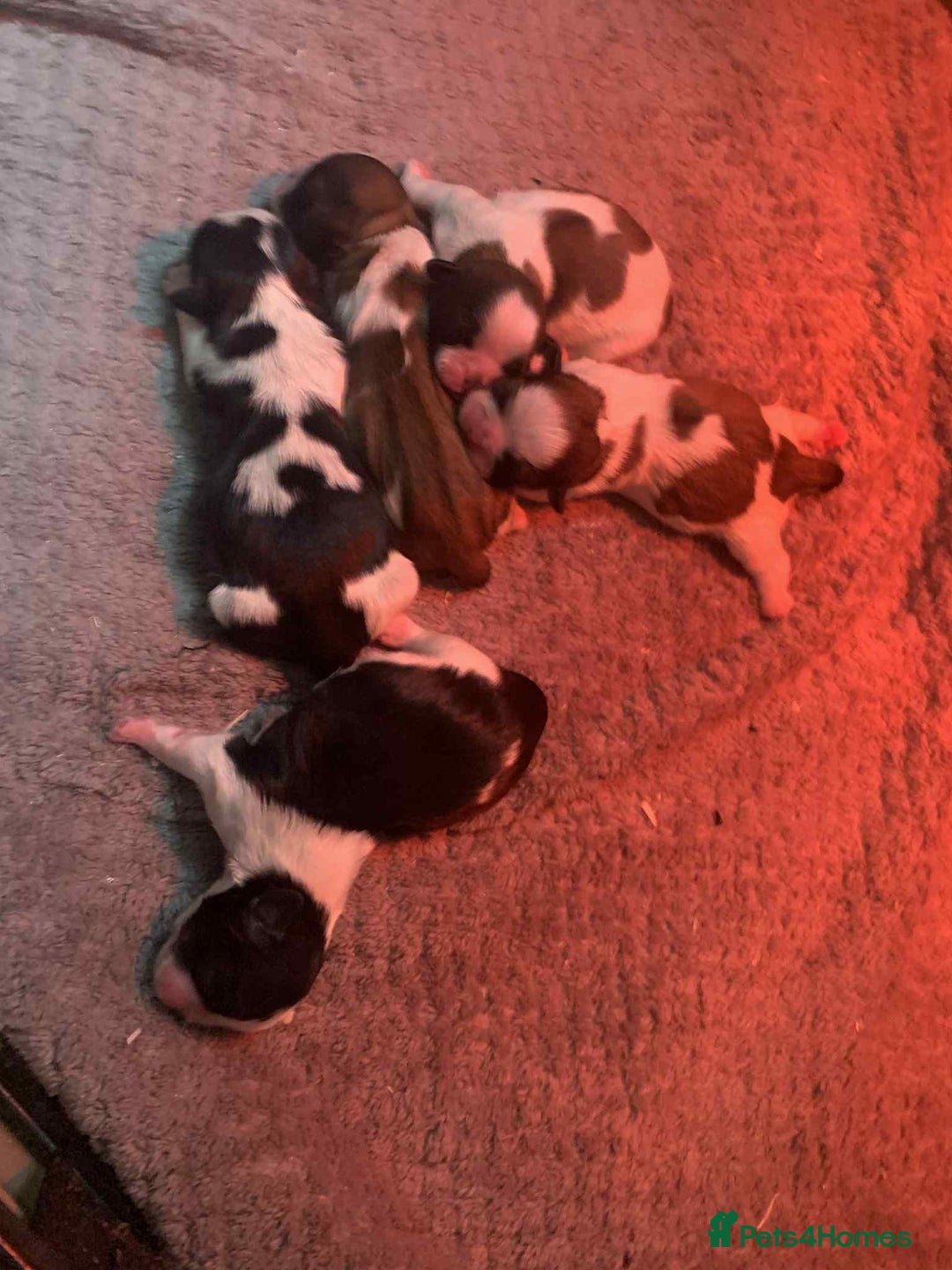 Shih Tzu dogs for sale: Beautiful puppy’s  - Image 3