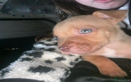 Mixed Breed dogs for sale: Siberian Husky x Pocket Bully  - Image 2