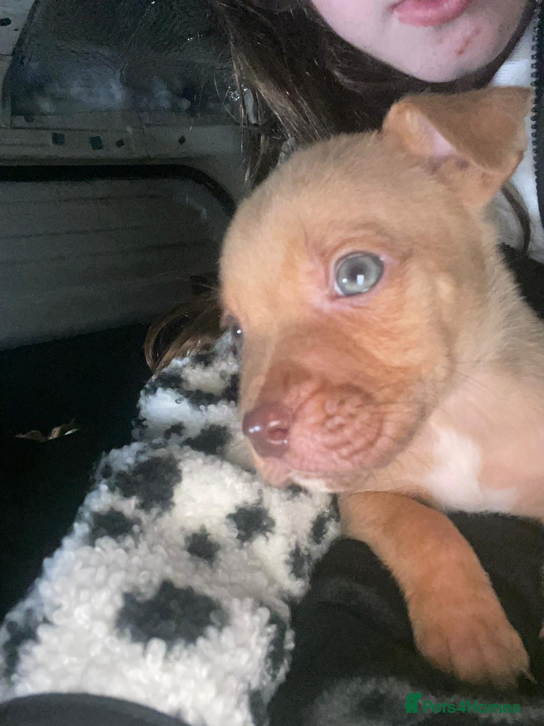 Mixed Breed dogs for sale: Siberian Husky x Pocket Bully  - Image 2