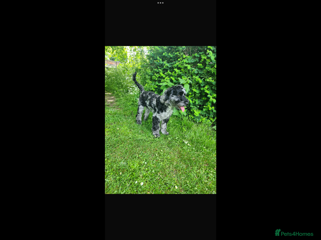 Cockapoo dogs for sale: COCKERPOOS HEALTH TESTED PARENTS - Image 14