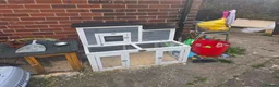 Mini Lion Lop rabbits for sale: Bert and Ernie  in Telford - Advert 7