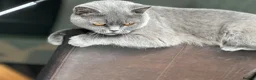 British Shorthair cats for sale: Sisters Looking for Their Perfect Retirement Home - Advert 3