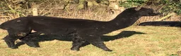 Alpaca livestock for sale: Pet Alpaca Pair Available now - Advert 5