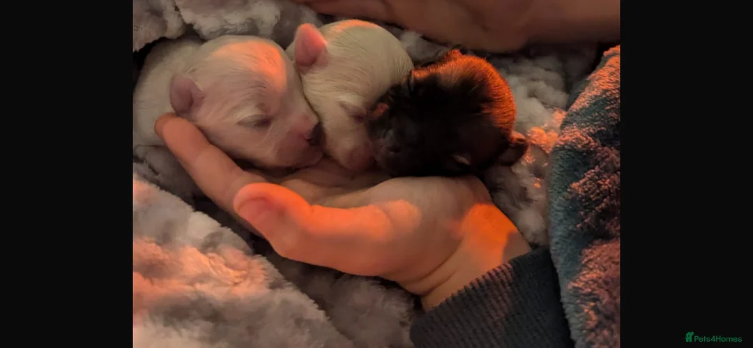 Pomeranian dogs for stud: 2kg, KC Registered, Proven, Pomeranian  in Cardiff - Advert 37