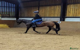 English Thoroughbred horses for sale: 15.2 thoroughbred mare - Image 8