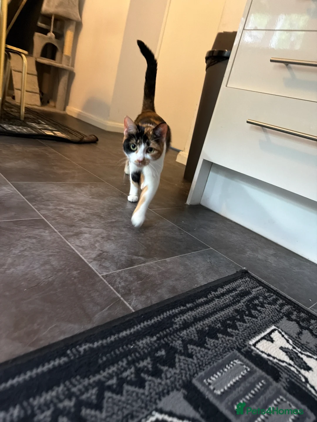 Mixed Breed cats for sale: Mr Thomas venton in Rotherham - Advert 1